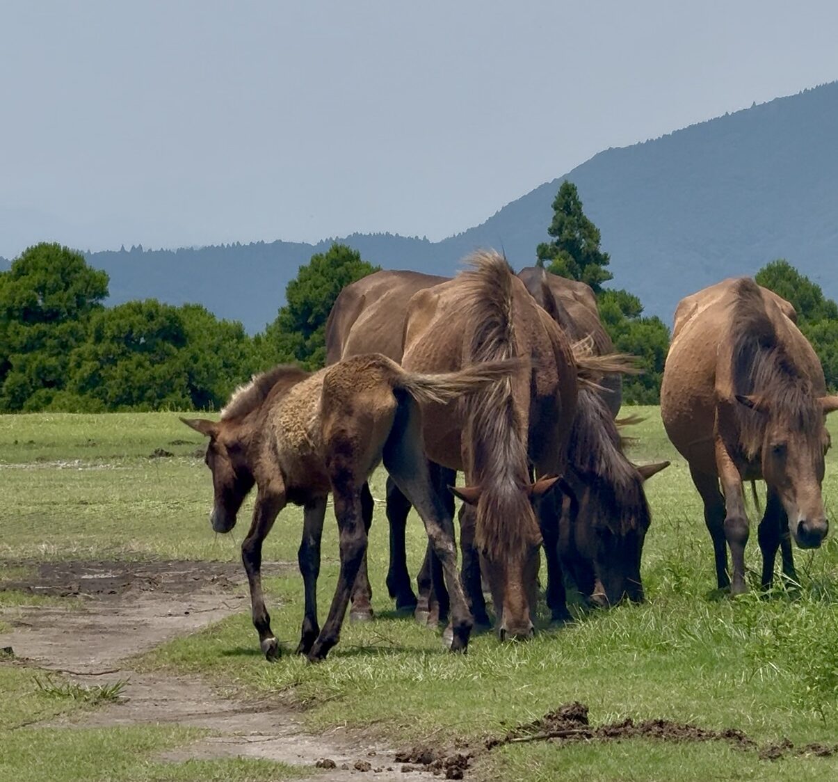 宮崎姉妹旅👩‍❤️‍👩Day1｜都井岬で野生馬に出会う旅🐎アクセスや見どころ紹介